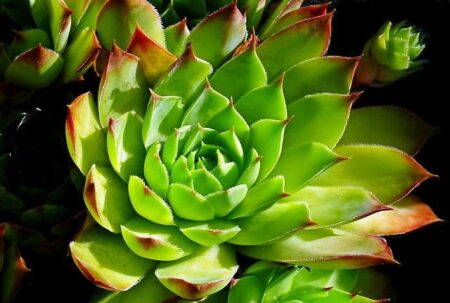 Chad: Constitutional Change Threatens Rule of Law, Democracy – Human Rights Watch