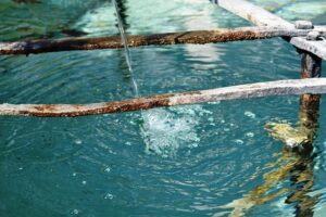 I tried 6 brands of packaged chocolate-chip cookies, and I was most disappointed by a cult-favorite – Business Insider Africa