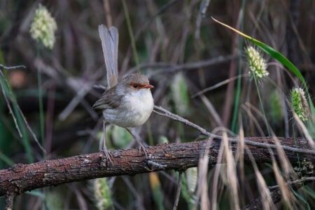 Russia-Togo Diplomatic Momentum Sets a New Course for Russia–Africa Economic Synergy – russia’s pivot to asia