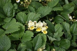 Eswatini confirms receiving over $5m from US to accept deportees – The Guardian