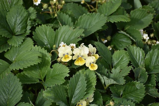 Eswatini confirms receiving over $5m from US to accept deportees – The Guardian