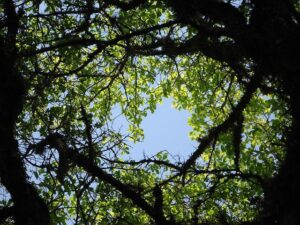 Africa finally has its own drug-regulation agency — and it could transform the continent’s health – Nature