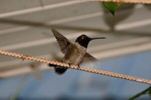 Senegal vs. DR Congo prediction, pick for Saturday 12/27/25 in the Africa Cup of Nations – DraftKings Network