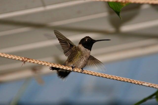 Senegal vs. DR Congo prediction, pick for Saturday 12/27/25 in the Africa Cup of Nations – DraftKings Network