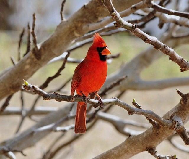 Saudi Arabia Firmly Reaffirms Unwavering Support for Somalia’s Sovereignty and Territorial Integrity Saudi Arabia Reaffirms Full Support for Somalia’s Sovereignty and Territorial Integrity – The Voice of Africa