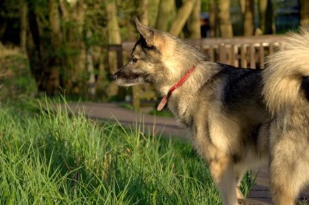 Africa’s Health Security and Sovereignty agenda: a new way forward – The Lancet