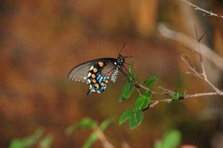 From Agreement to Action: Strengthening Africa’s Health Security Through Data – The Nuclear Threat Initiative