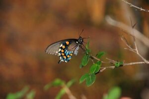 US aid cuts deal a massive blow for the small African nation of Lesotho: Takeaways from AP’s report – AP News