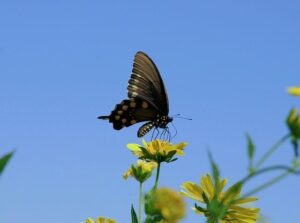 Sierra Leone strengthens capacity on genomic surveillance and bioformatics – WHO | Regional Office for Africa