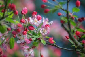 TikTok’s online wild meat sellers – study finds endangered species on offer in west Africa – The Conversation