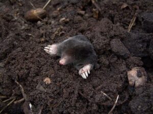 Digging for the truth – BBC