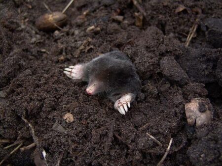 Digging for the truth – BBC