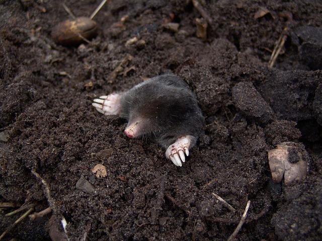 Digging for the truth – BBC